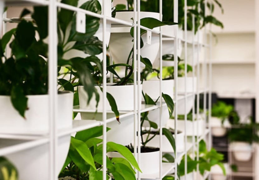 A close-up of a vertical indoor garden feature in a modern office. Lush green plants are arranged in white pots on a white grid shelving system, demonstrating biophilic design elements that improve air quality and employee well-being.